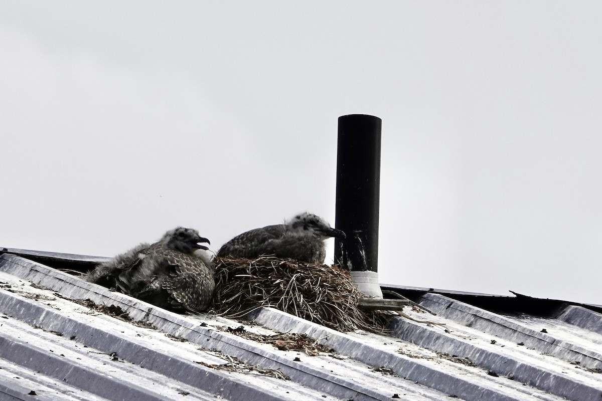 Beringmöwe - ML646360227