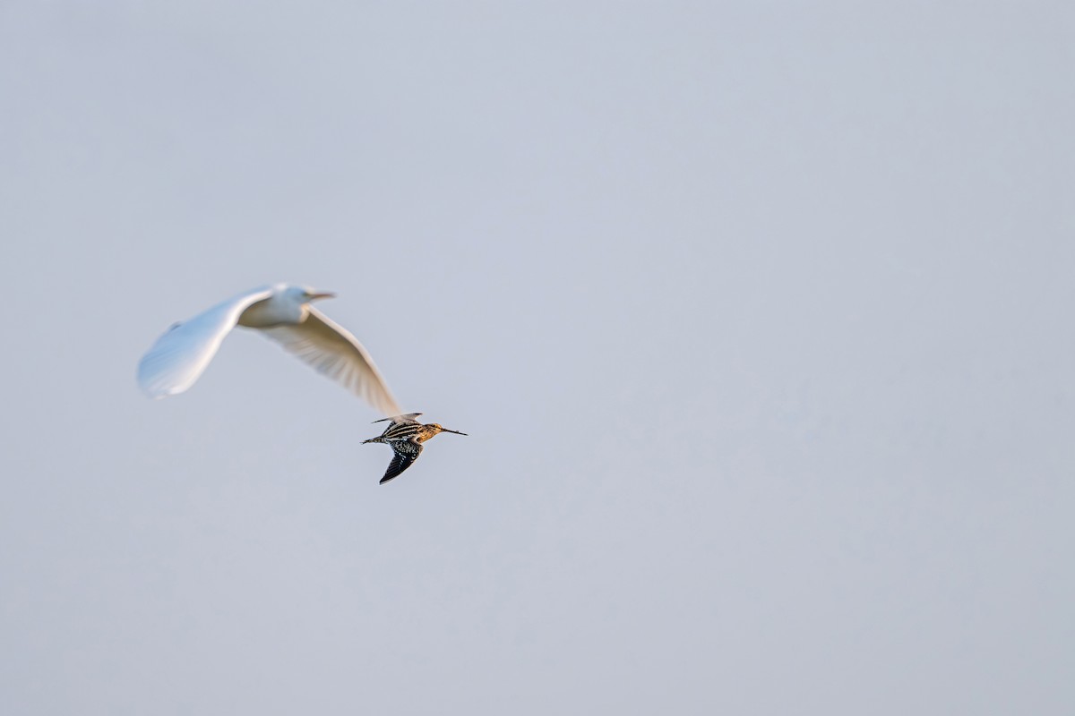 Sibirya Suçulluğu - ML646360229