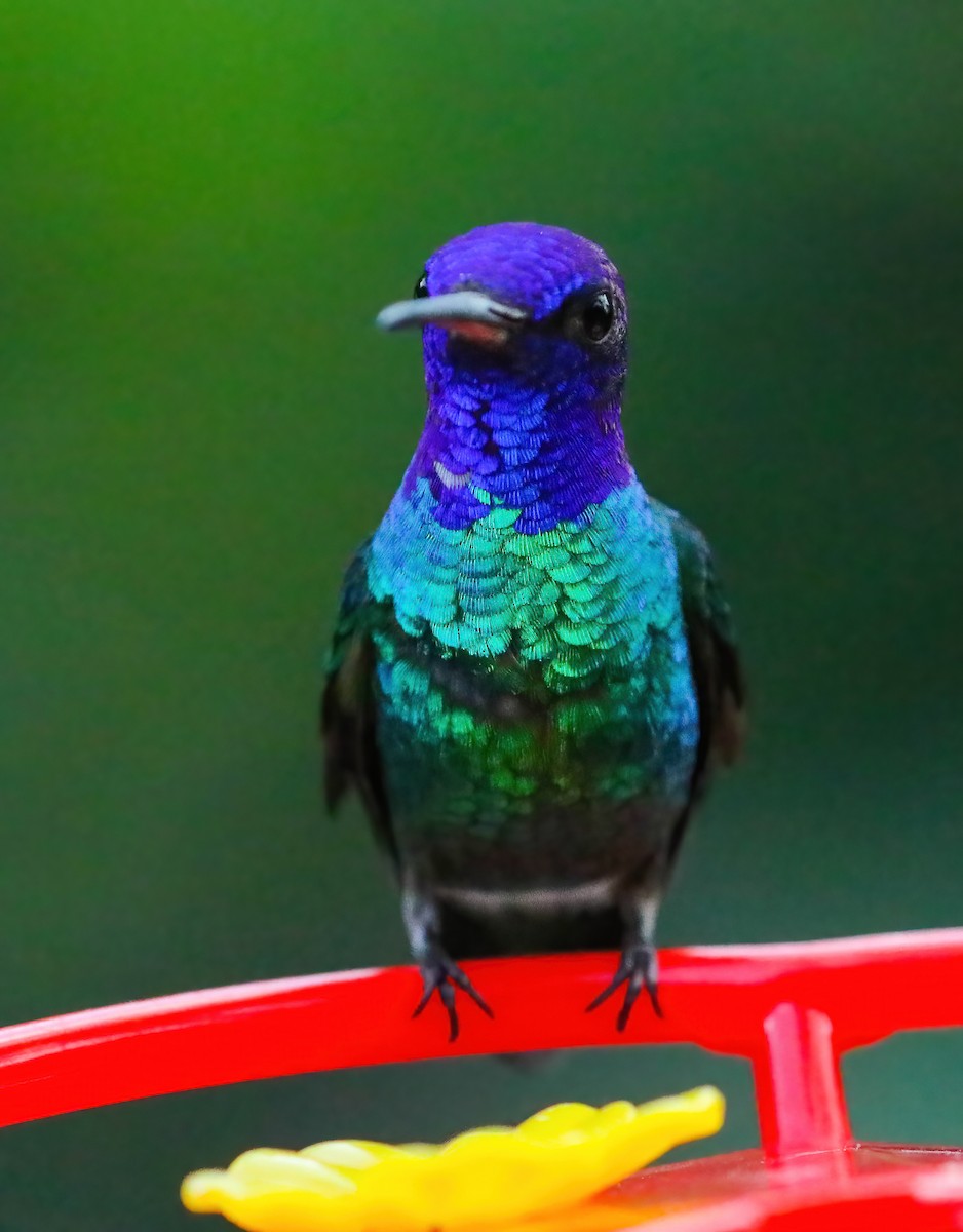 Golden-tailed Sapphire - ML646360234