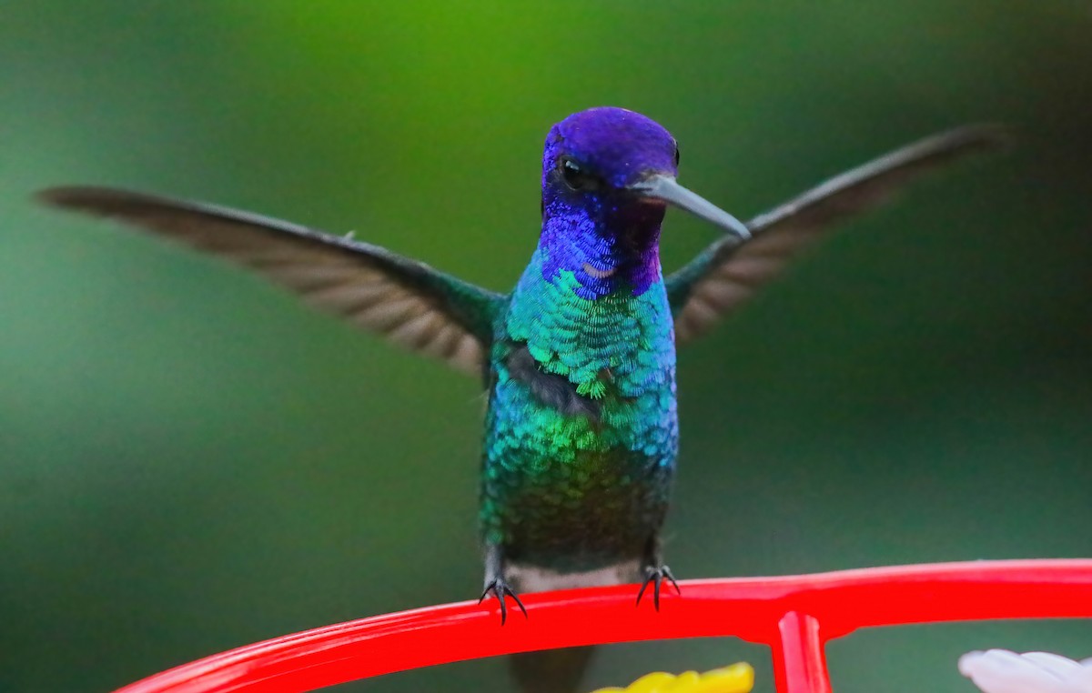 Golden-tailed Sapphire - ML646360235