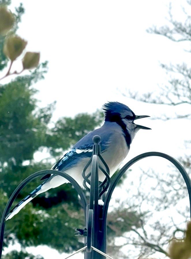 Geai bleu - ML646360236