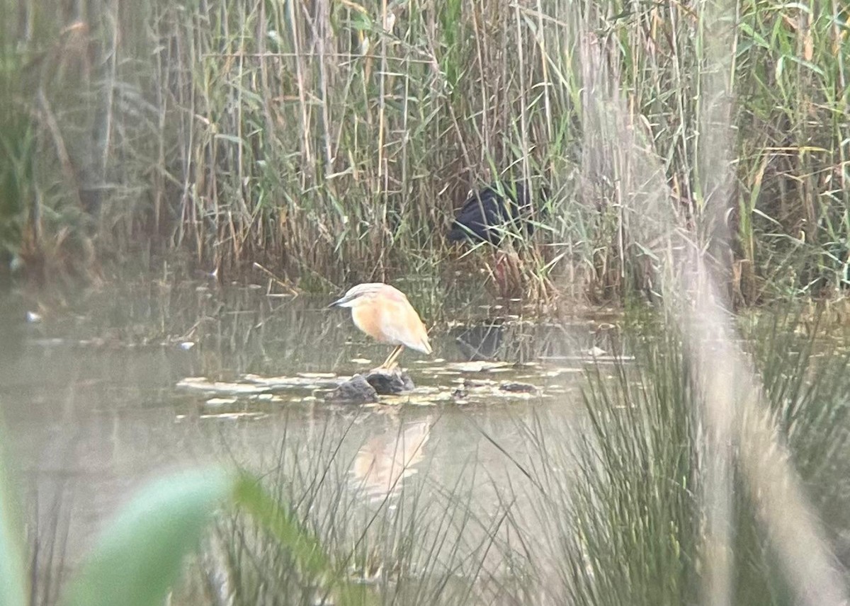 Squacco Heron - ML646360237