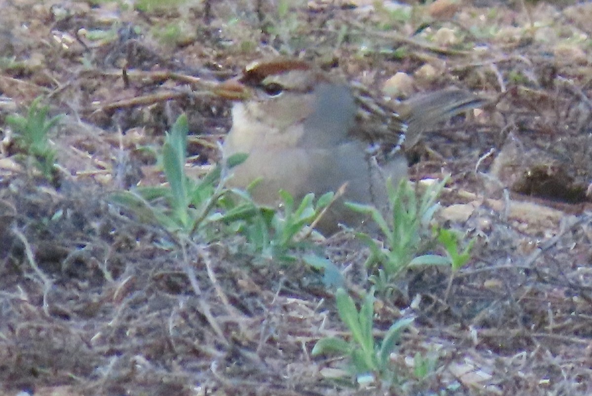 White-crowned Sparrow (oriantha) - ML646360238