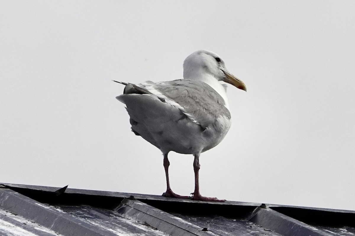 Beringmöwe - ML646360239