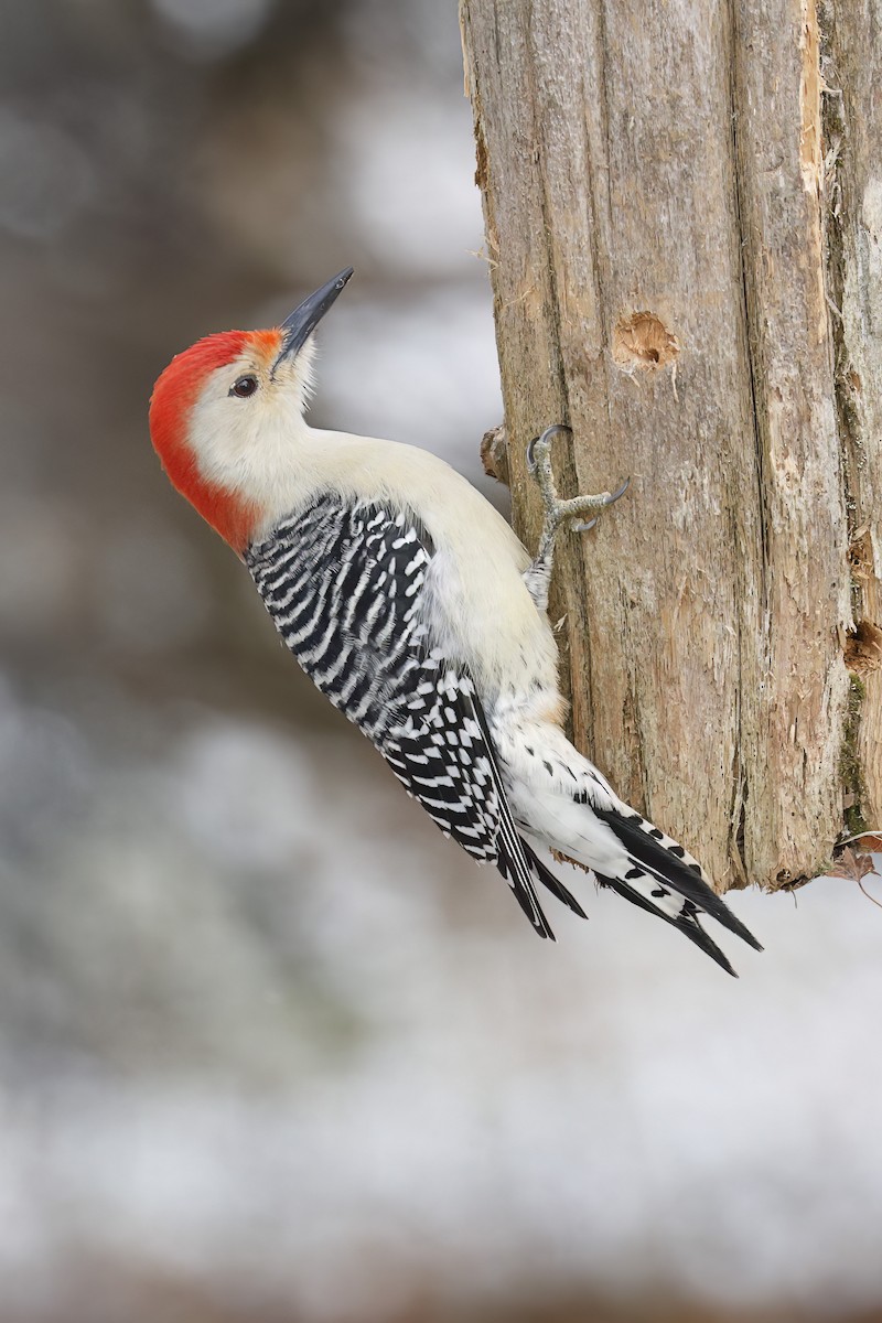Red-bellied Woodpecker - ML646360240