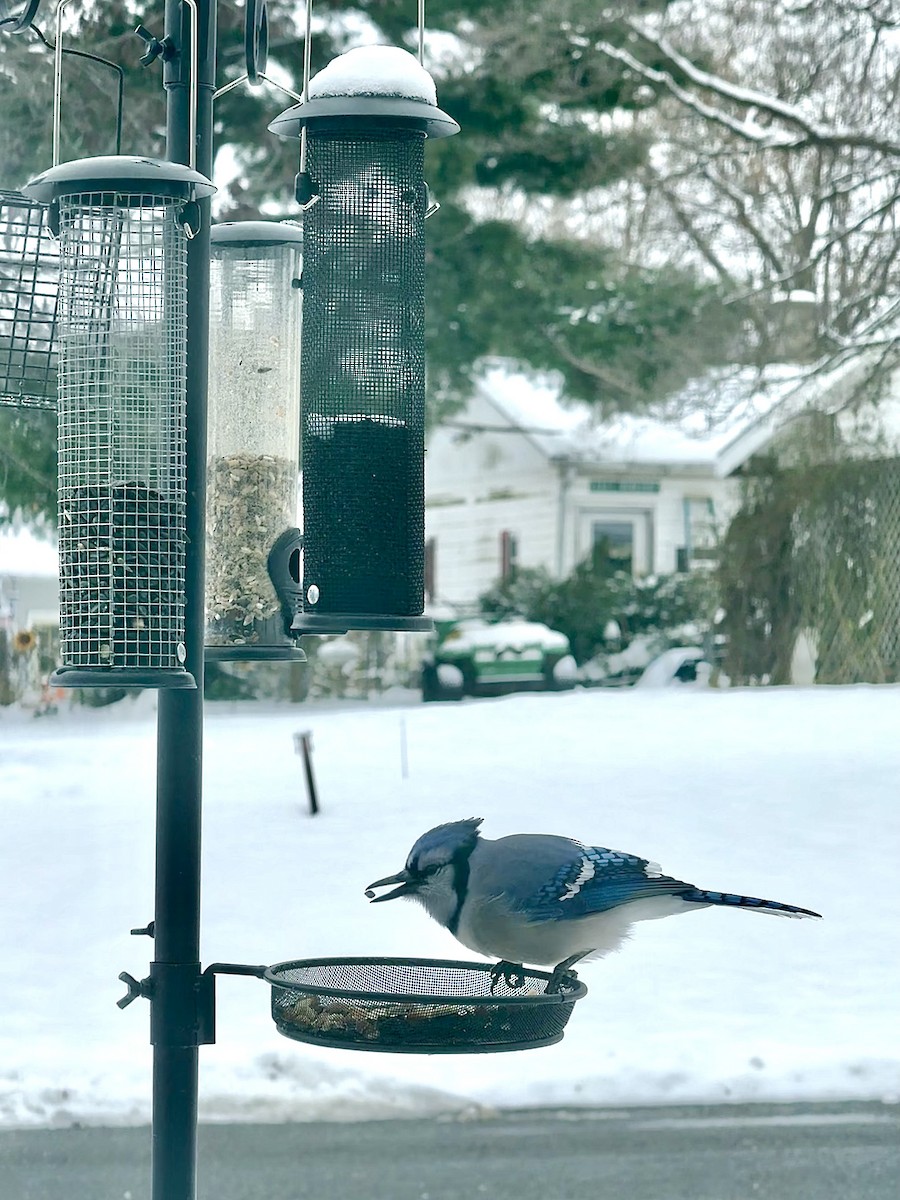 Geai bleu - ML646360241