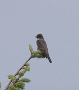 ナキヒタキモドキ - ML646360243