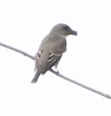 ナキヒタキモドキ - ML646360244