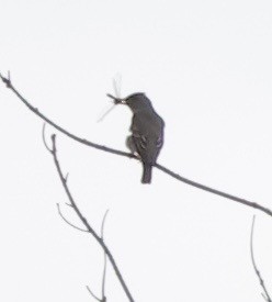 ナキヒタキモドキ - ML646360246