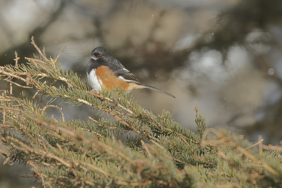Eastern Towhee - ML646360247
