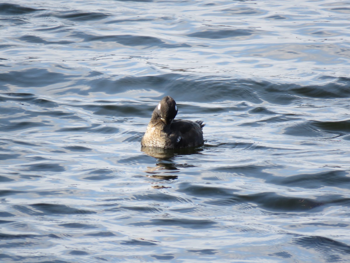 Palyaço Ördeği - ML646360250