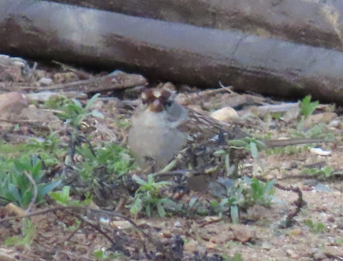 White-crowned Sparrow (oriantha) - ML646360251