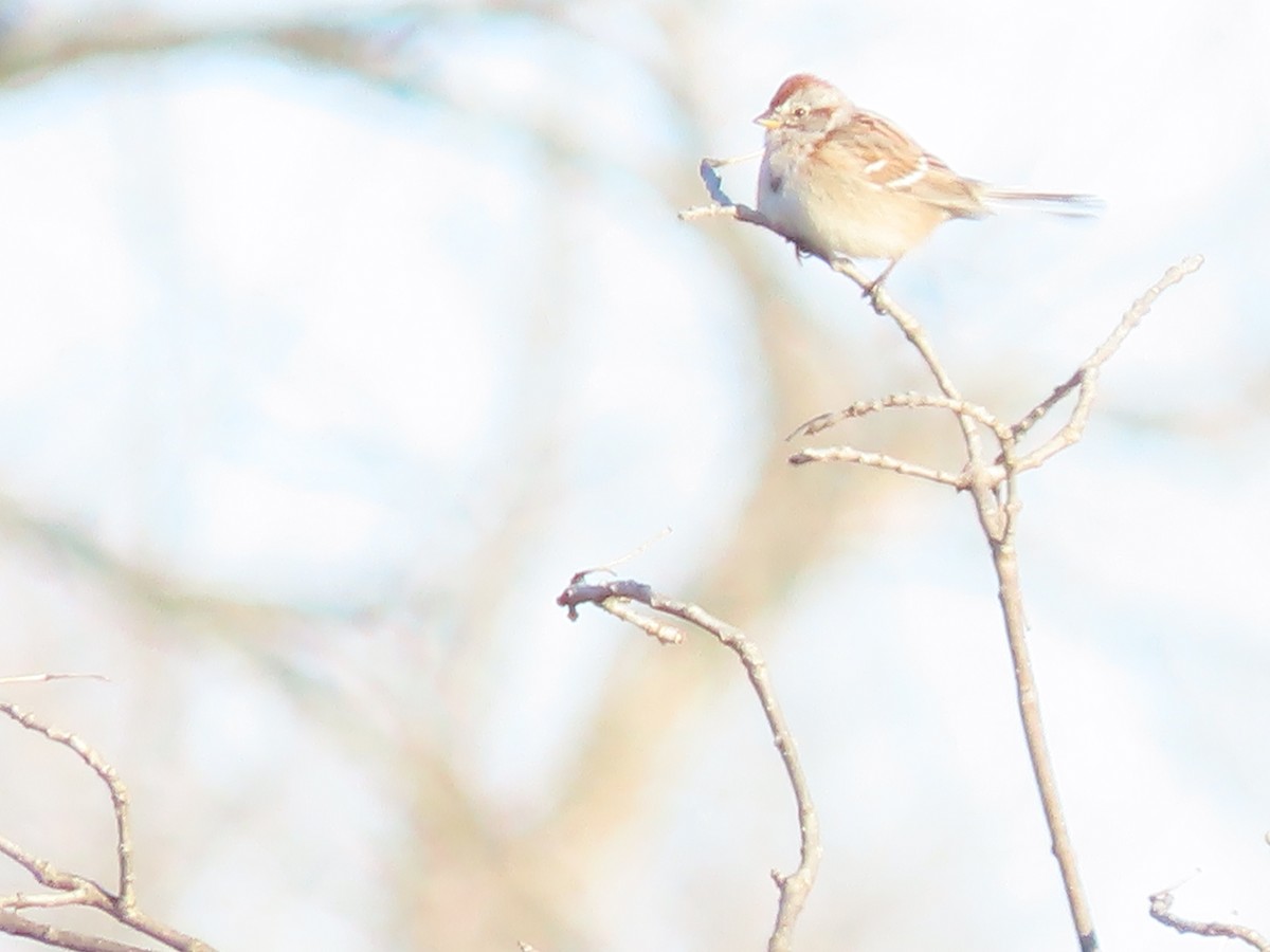 American Tree Sparrow - ML646360253
