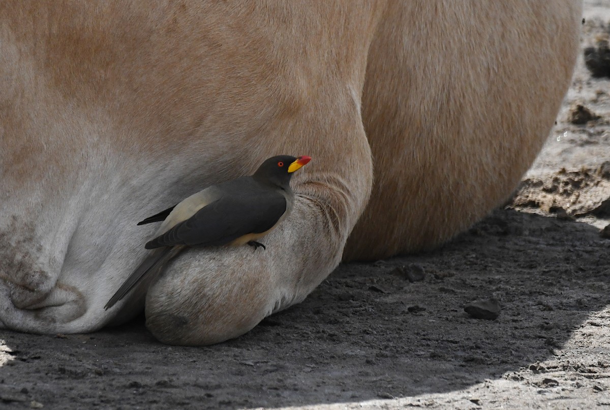 Yellow-billed Oxpecker - ML646360255