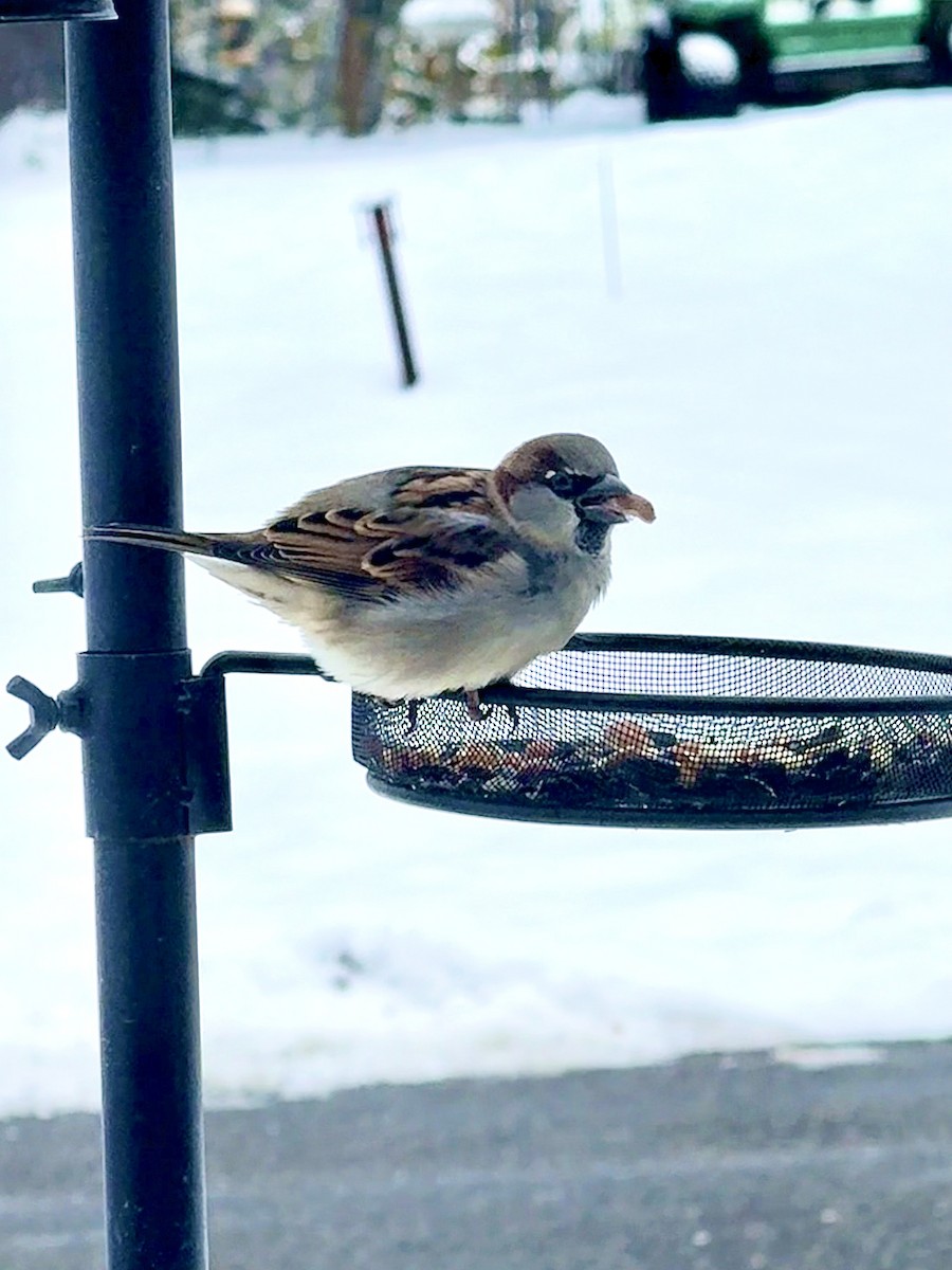 House Sparrow - ML646360256