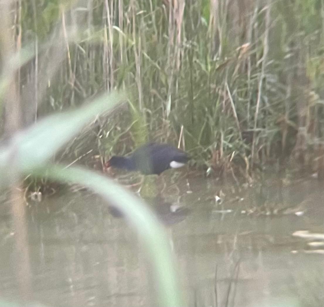 Western Swamphen - ML646360258