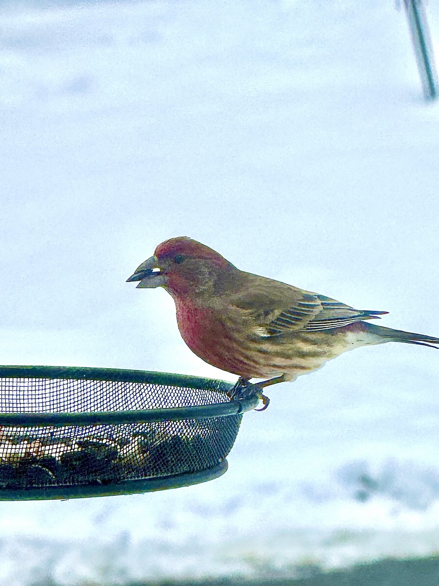 House Finch - ML646360263