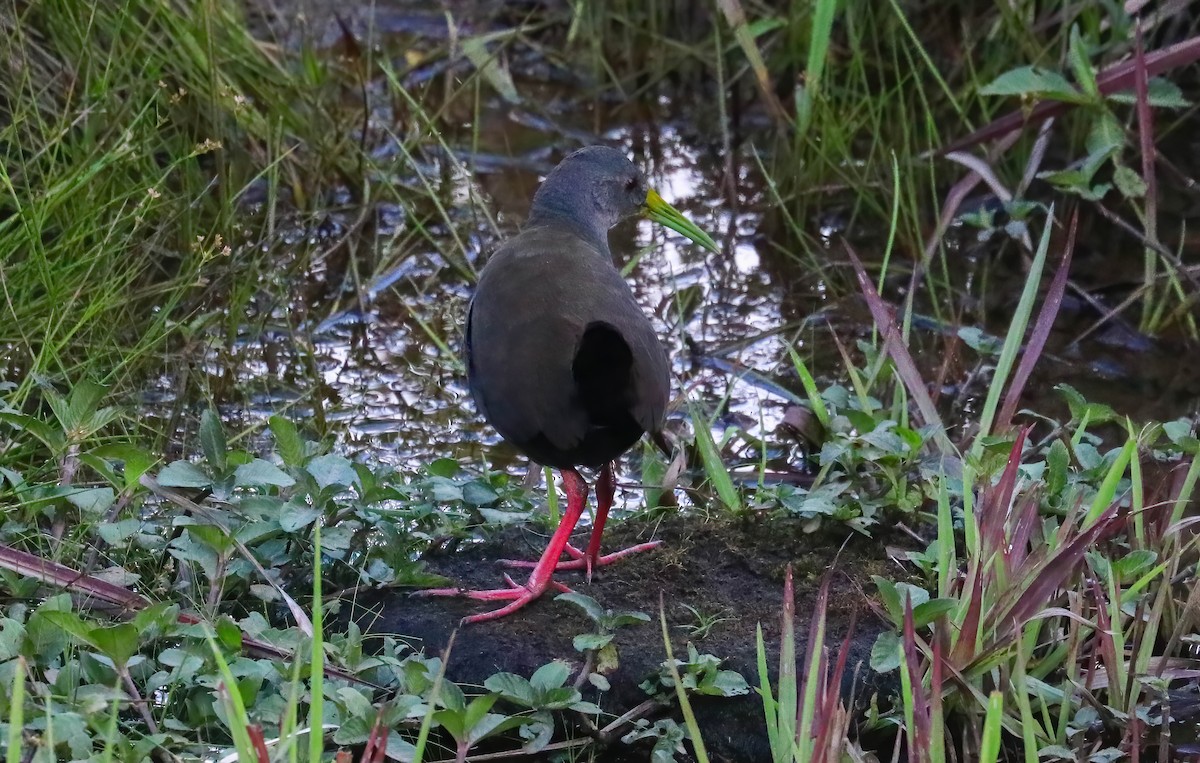 askerikse - ML646360266