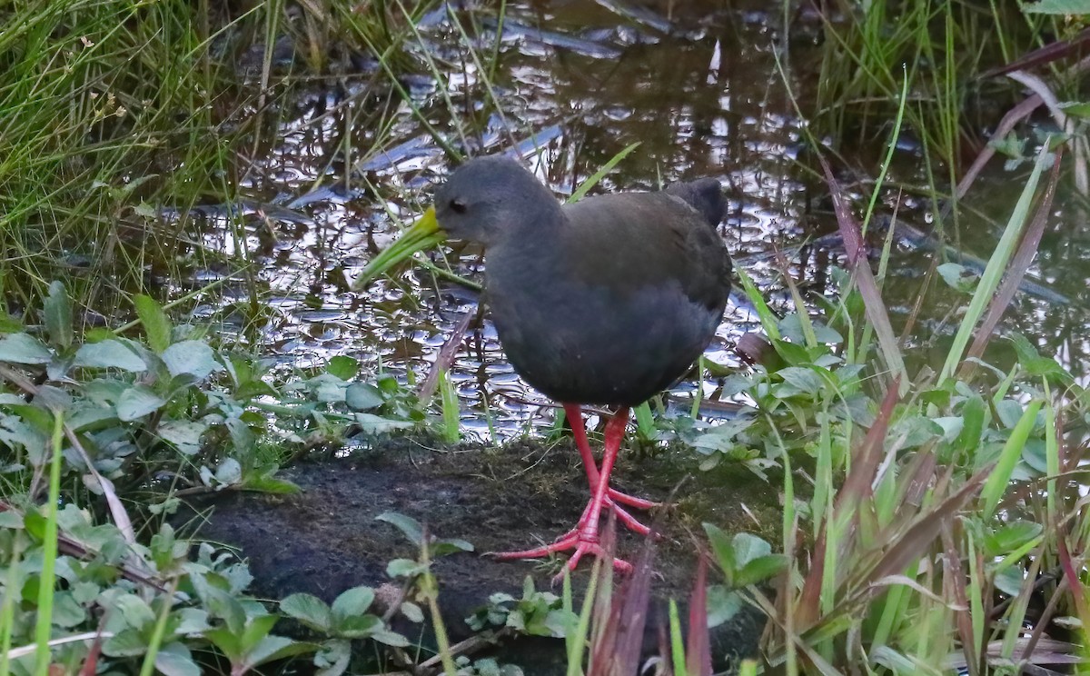 askerikse - ML646360267