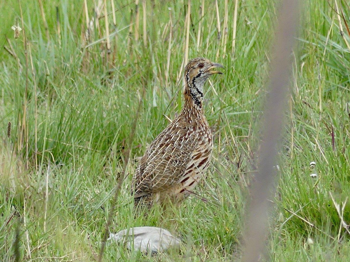 frankolín čárkoprsý - ML646360270