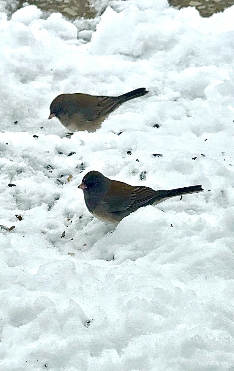 Dark-eyed Junco - ML646360271