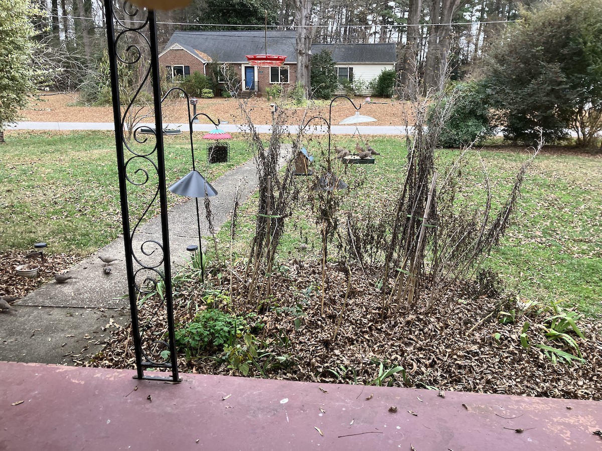 Mourning Dove - ML646360272