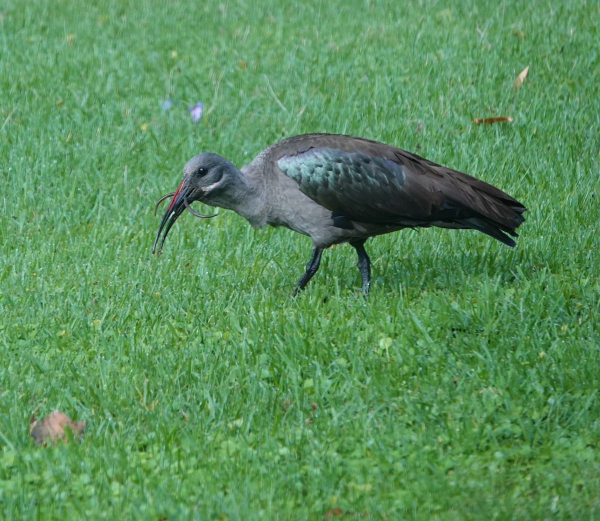 hadadaibis - ML646360273