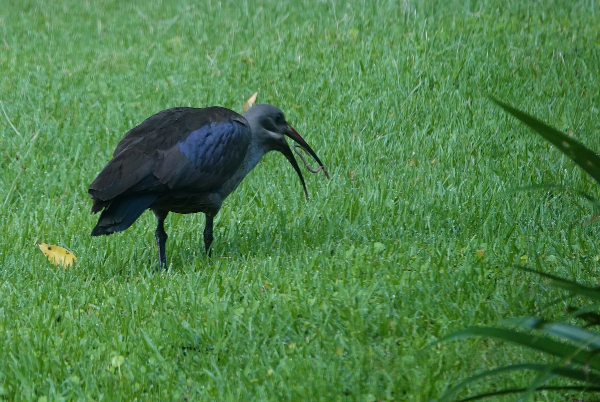 hadadaibis - ML646360274