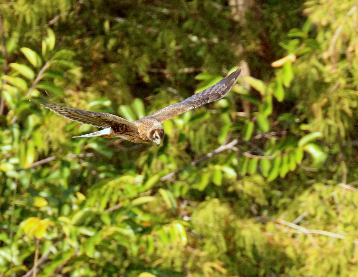 Northern Harrier - ML646360275