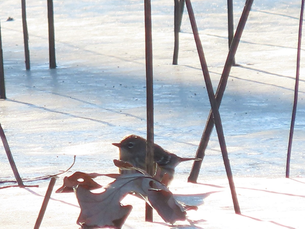 Yellow-rumped Warbler - ML646360276