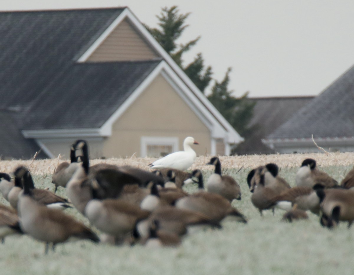 Snow Goose - ML646360277