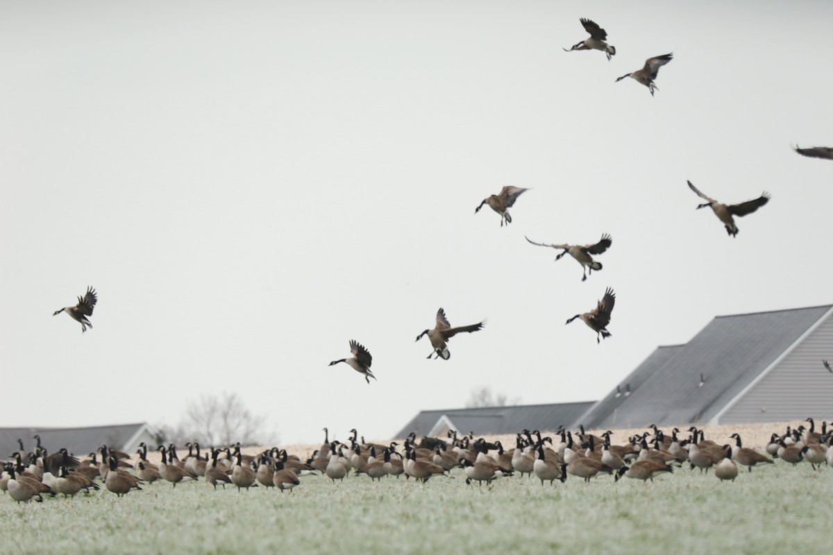 Bernache du Canada - ML646360279