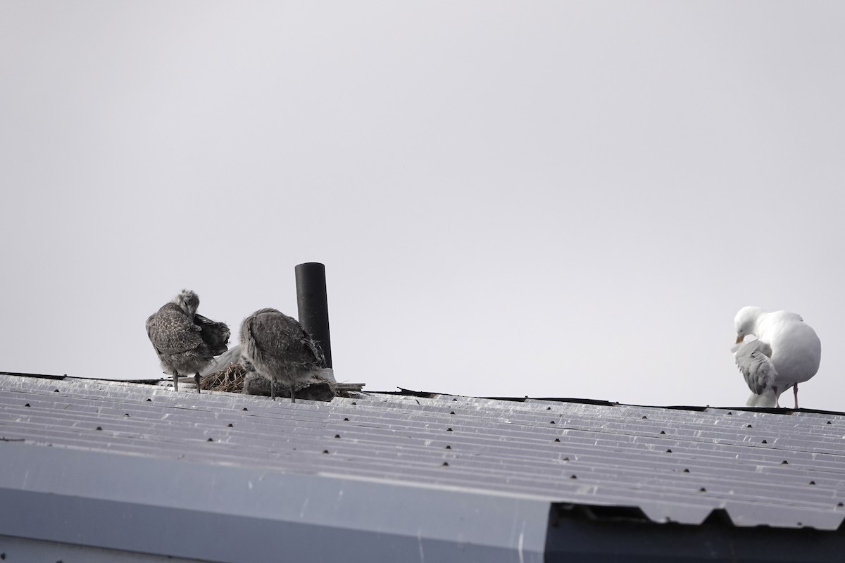 Beringmöwe - ML646360280