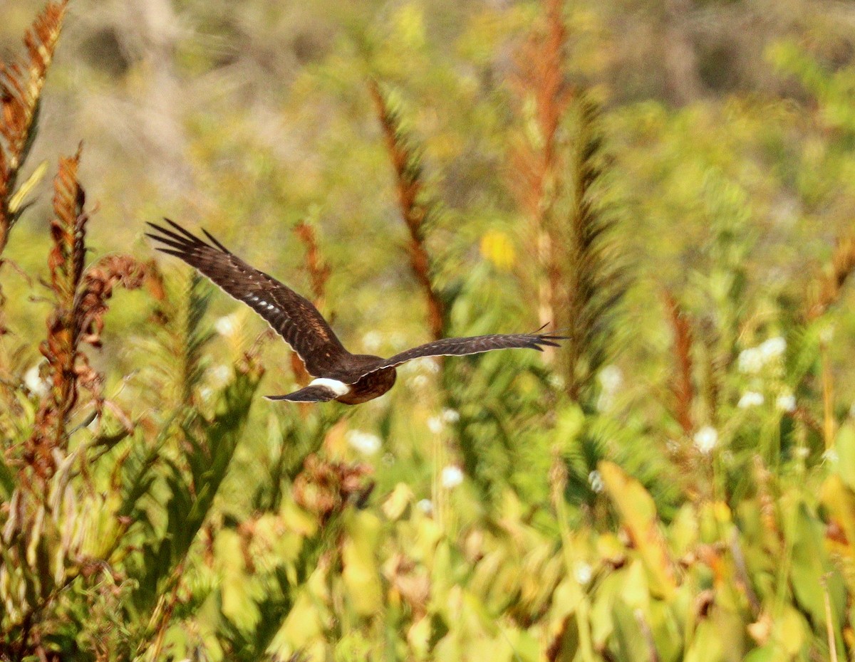 Northern Harrier - ML646360281
