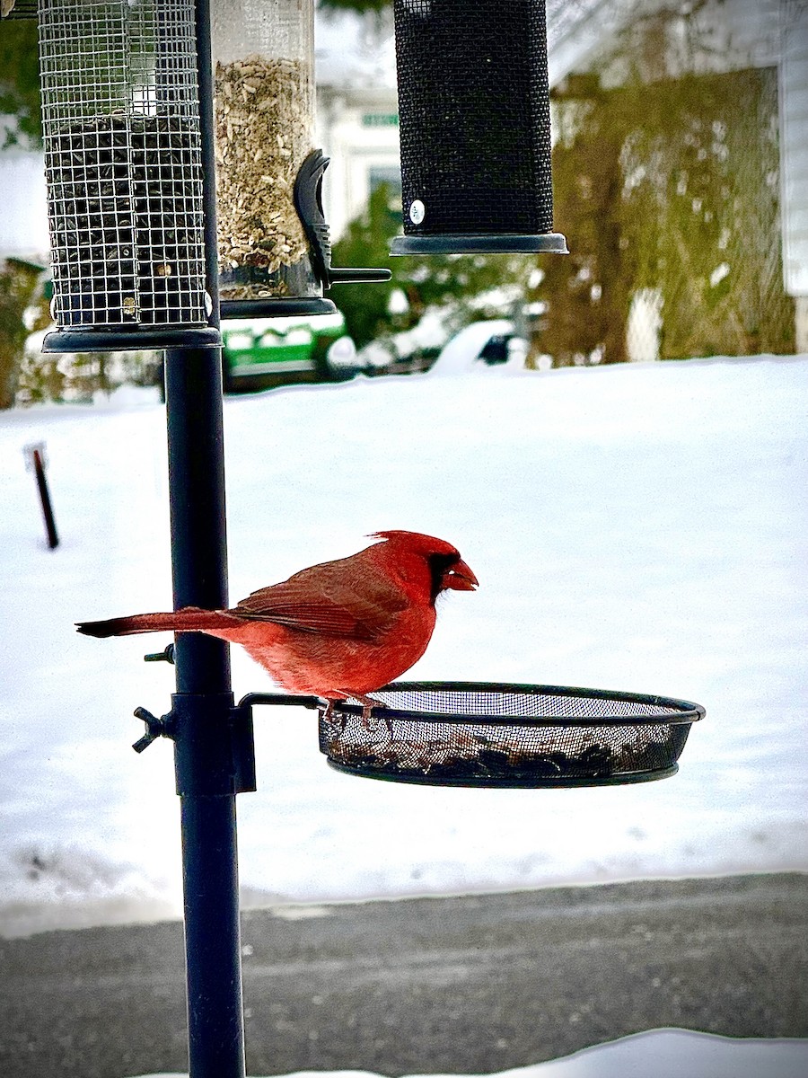 Northern Cardinal - ML646360282