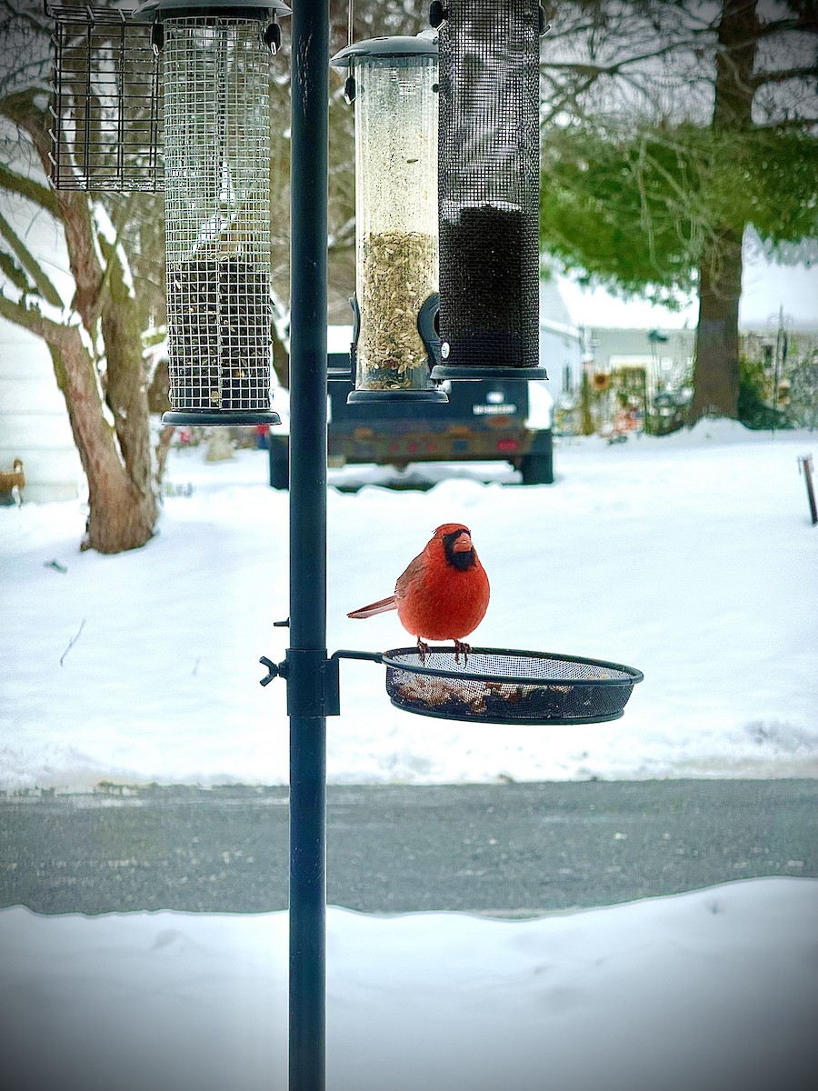 Northern Cardinal - ML646360283