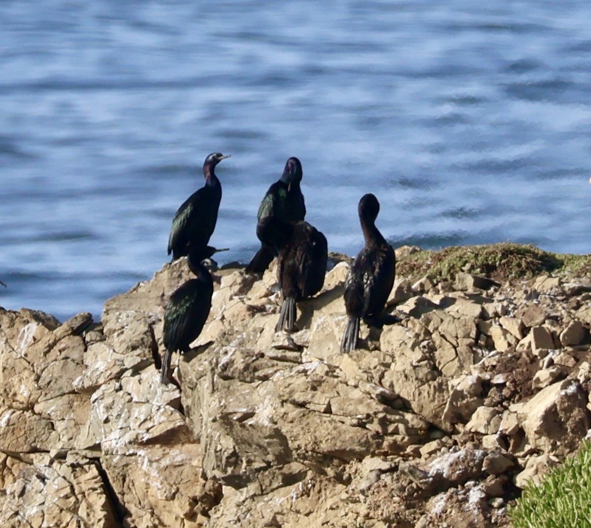 Meerscharbe - ML646360292