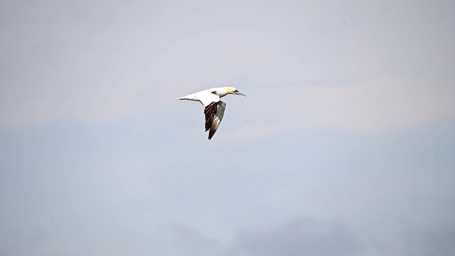 Northern Gannet - ML646360295