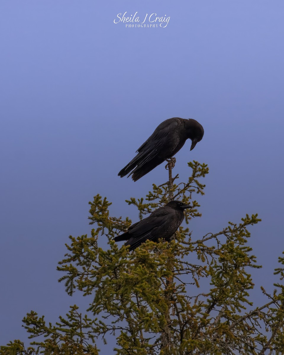 American Crow - ML646360296
