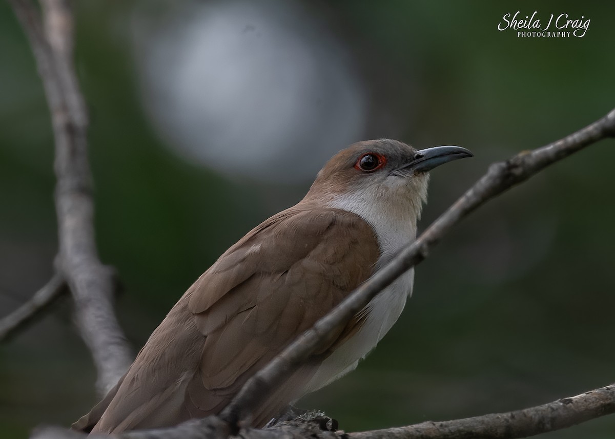Black-billed Cuckoo - ML646360302