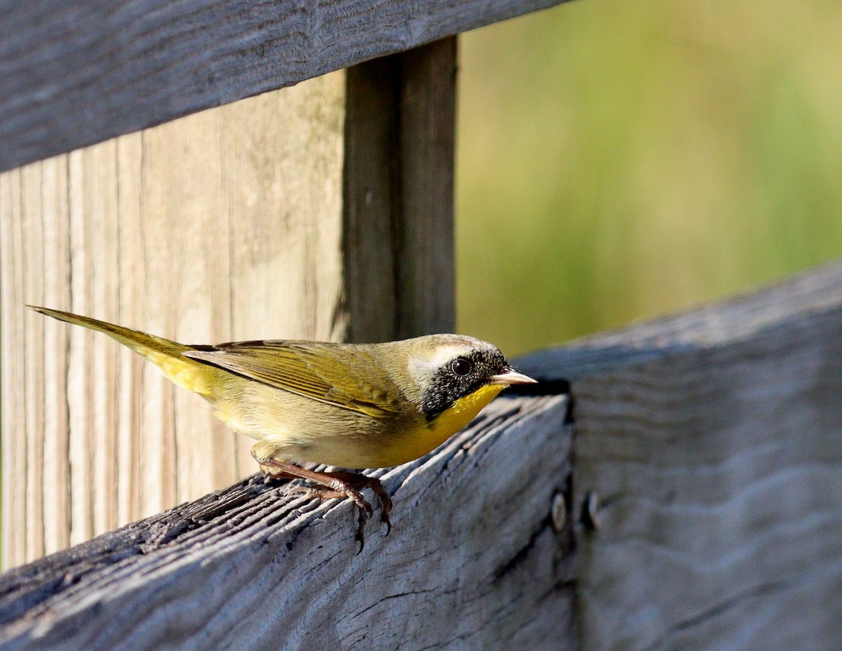Common Yellowthroat - ML646360304