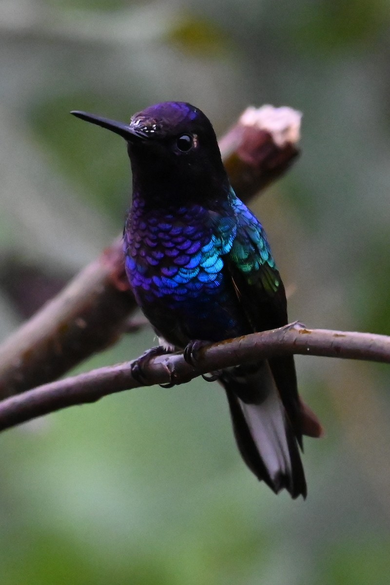 Velvet-purple Coronet - ML646360305