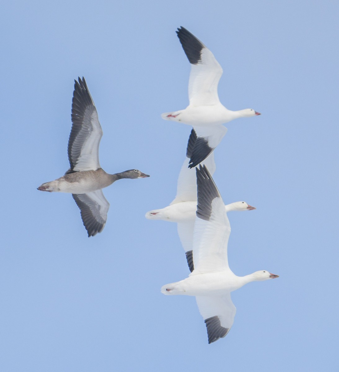 Snow Goose - ML646360306