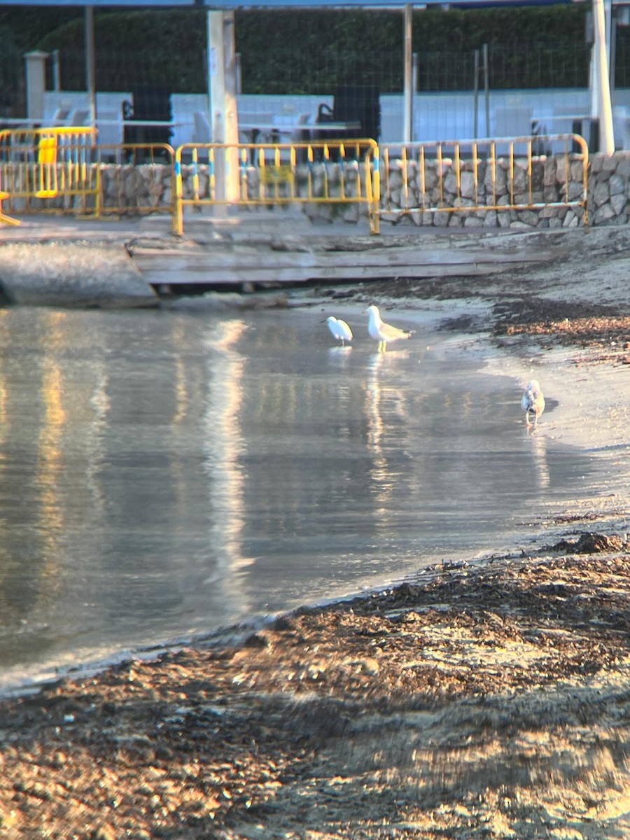 Little Egret - ML646360309