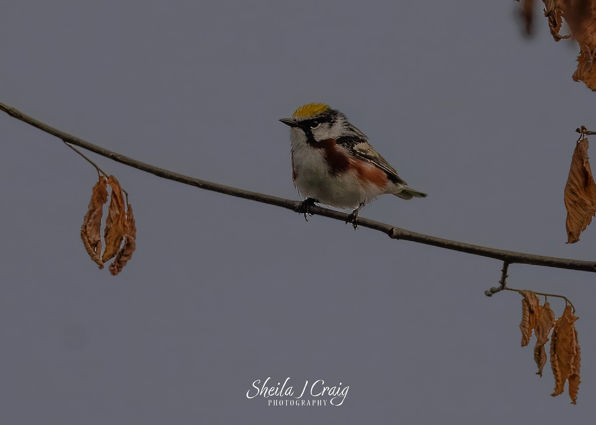 Chestnut-sided Warbler - ML646360310