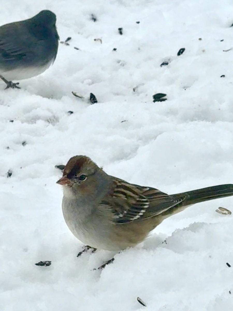 White-crowned Sparrow - ML646360311