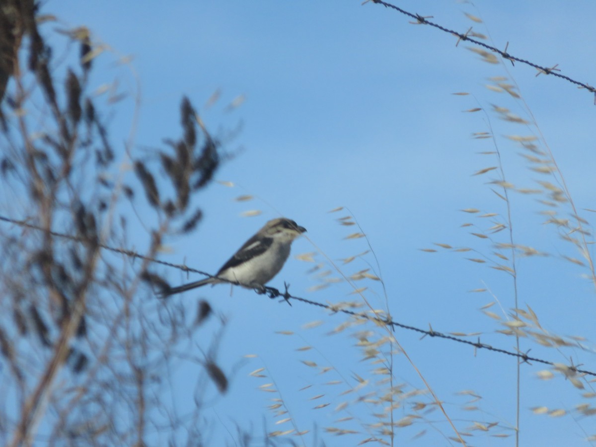 Southern Fiscal - ML646360313