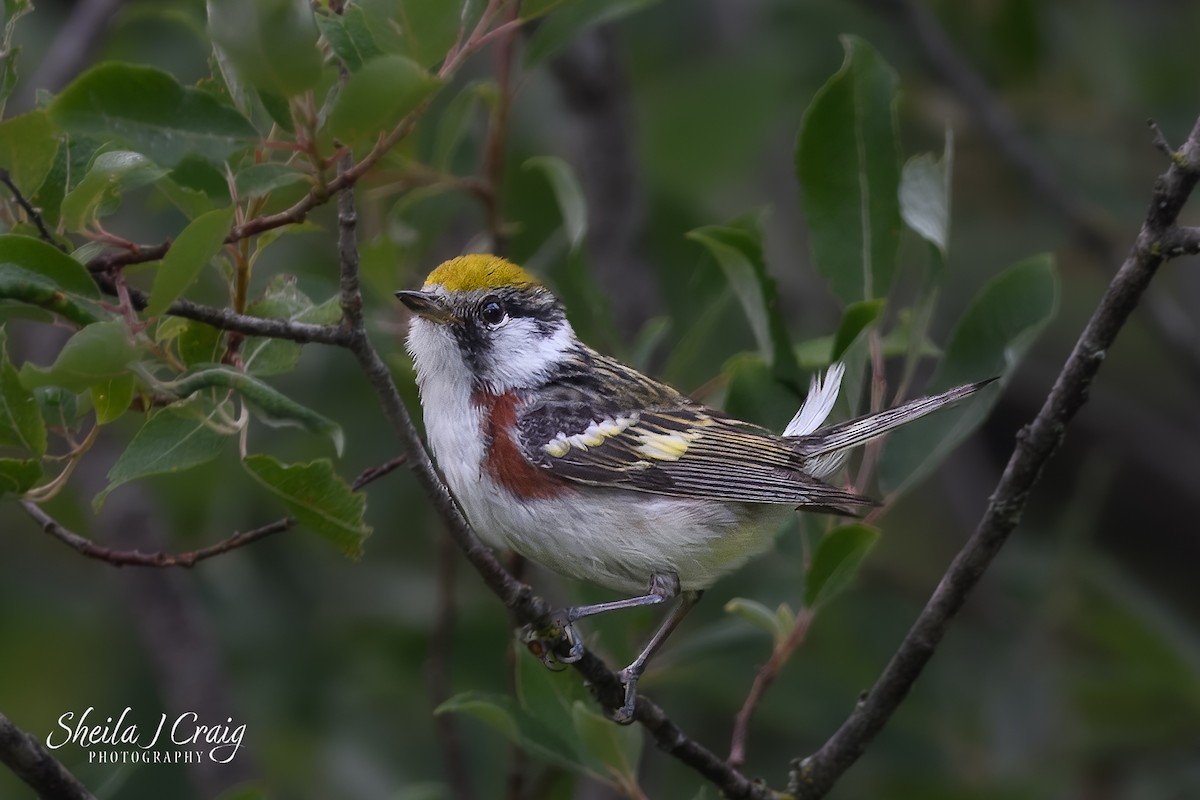 Chestnut-sided Warbler - ML646360314