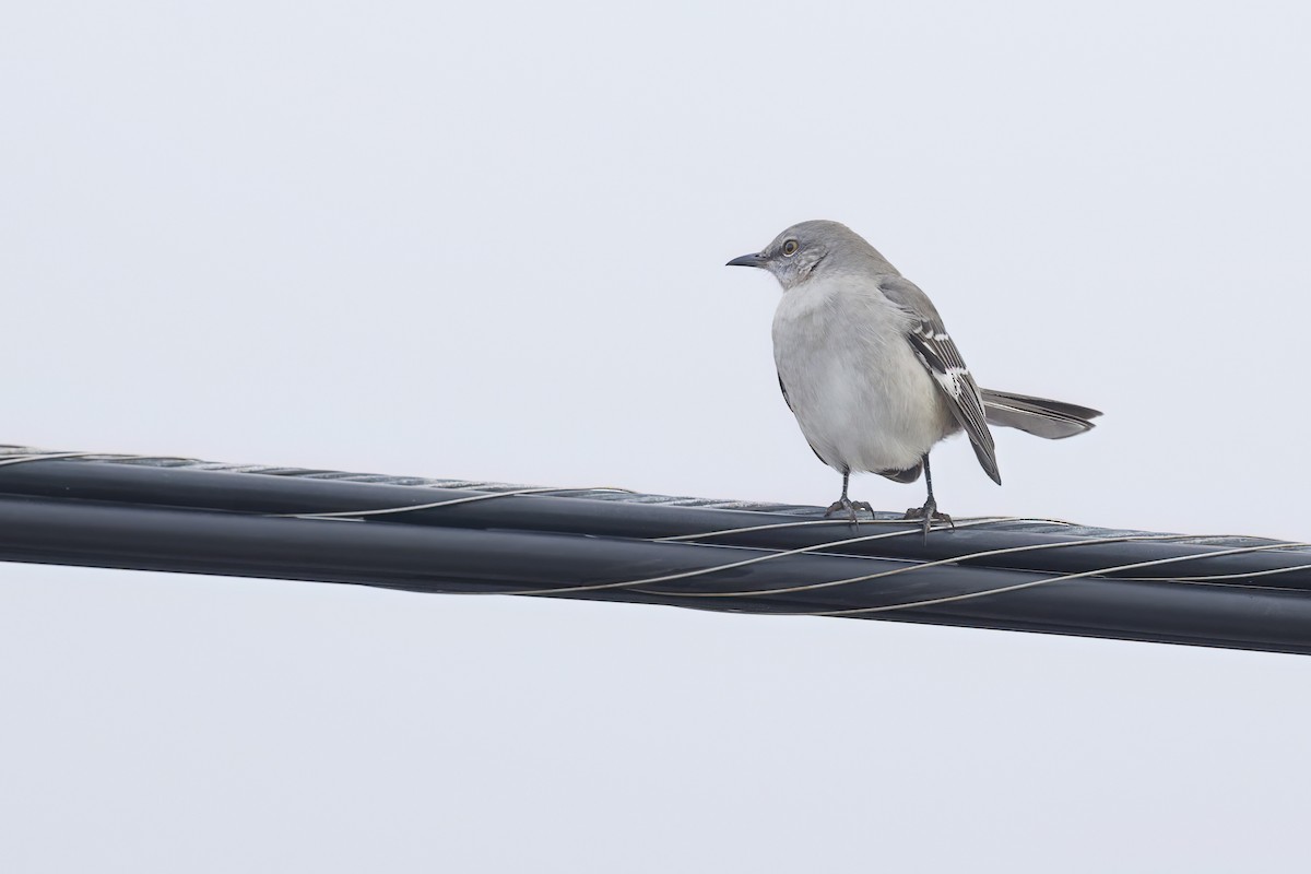 Northern Mockingbird - ML646360316