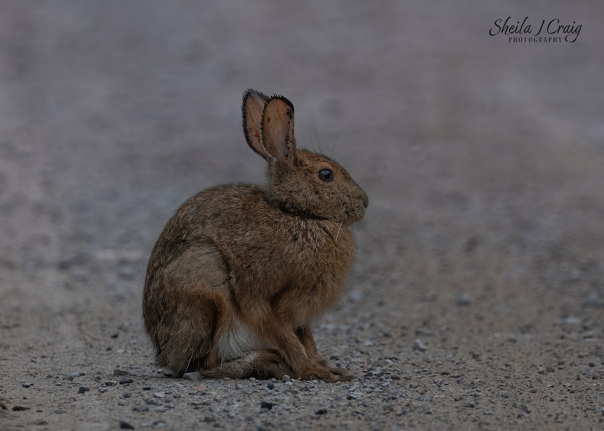 Snowshoe Hare - ML646360325